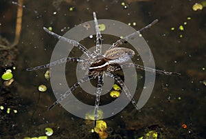 Fishing spider \