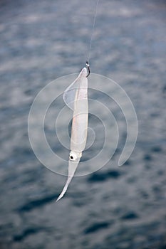Fishing squid entrap on hook on boat.