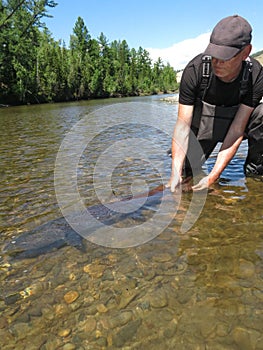 Fishing - taimen fish