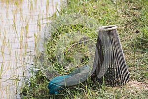Fishing trap in paddy