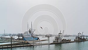 Fishing trawlers at dock in foggy weather in a marina and gull in sky