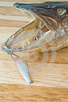 Fishing trophy with metallic lure