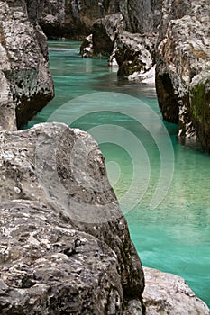 Fishing trouts in pure river soca in canyon gorge, julian alps, slovenia