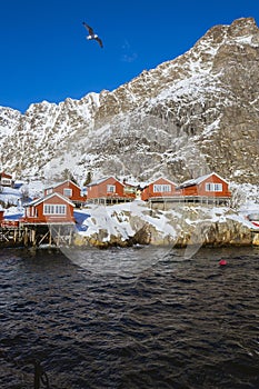 Fishing village with a beautiful houses painted in the national color on the Lofoten Islands