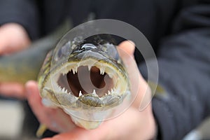 Fishing. Walleye in the angler`s hands.