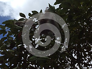 Fishing web with entangled prey in the branches of trees in the jungles of the Central district of Panama