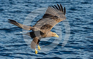 Fishing White-tailed eagle.