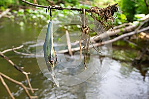Fishing wobbler hung from a branch