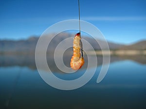 Fishing worm in La Paloma Dam