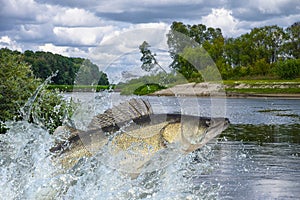 Zander fish jumping with splashing in water