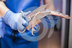 Fishmonger cutting fish with scissors