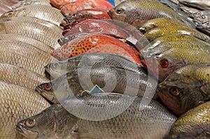 fishmonger fish Street food fish stall stock, photo, photograph, image, picture