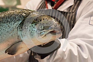Fishmonger holding Atlantic salmon fish