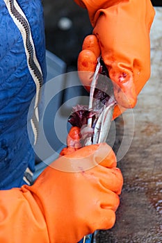 Fishmongers hands in orange gloves pulling the roe and guts out of a small fish. Gutting is a necessary part by the fish