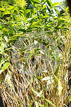 fishpole bamboos, also called golden bamboo, scientific name Phyllostachys aurea