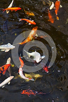 Fishpond