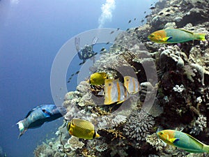 Fishreef photo