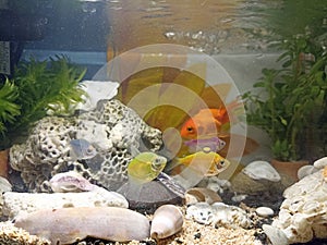 The Fishs in aquarium with stone garden