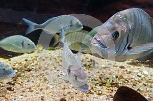 Fishs in a river fish aquarium