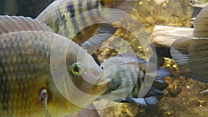 Fishs in a river fish aquarium
