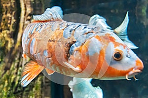 Fishs in a river fish aquarium