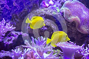 FishSeaWorld fish SeaWorld ocean oceanarium aquarium corals