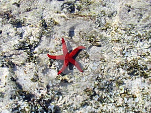 A fishstar in the sea Lecce Puglia photo