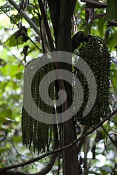 Fishtail Palm Caryota mitis