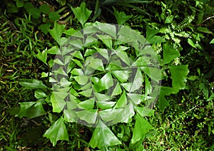 Fishtail Palm, caryota mitis palm leaf