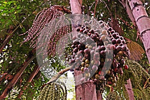 Fishtail palm, native to South East Asian