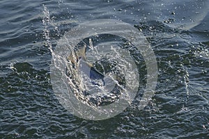 Fishtail with splashing after jumping fish in water. Area trout fishing