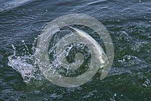 Fishtail with splashing after jumping fish in water. Area Trout salmon fishing