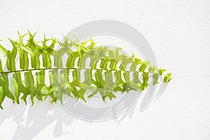 Fishtail Sword Fern on white background