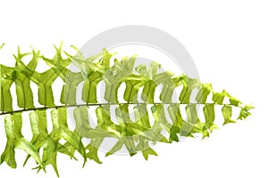 Fishtail Sword Fern on white background