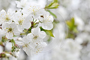 Fisrt spring cherry blossom flowers