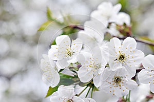 Fisrt spring cherry blossom flowers in the garden