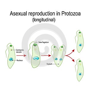Fission or Asexual reproduction in Euglena photo