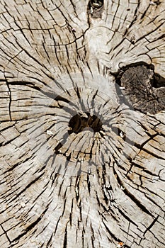 Fissures not old stump for background