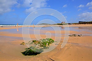 Fistral beach Newquay Cornwall uk with rocks and green seaweed