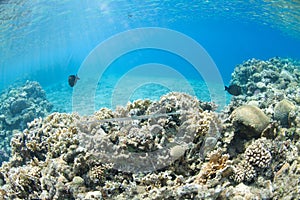 Fistularia commersonii in the sea