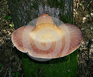 Fistulina hepatica