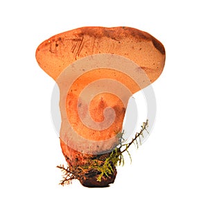 Fistulina hepatica mushroom