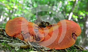 Fistulina hepatica mushroom