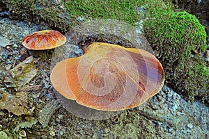 Fistulina hepatica mushroom