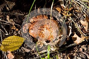 Fistulina hepatica mushroom. Fistulina hepatica beefsteak fungus, also known as beefsteak polypore or ox tongue.