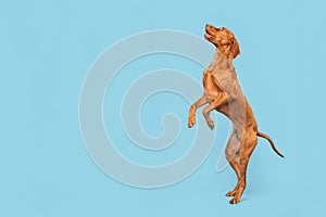 Fit and healthy male vizsla dog jumping in the air. Dog jumping studio shot isolated over pastel blue background.