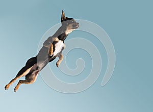 Fit and healthy male vizsla dog jumping in the air. Dog jumping studio shot isolated over pastel blue background