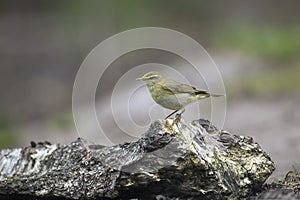 Fitis, Willow Warbler, Phylloscopus trochilus