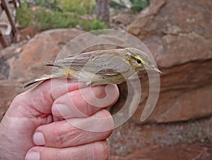 Fitis, Willow Warbler, Phylloscopus trochilus trochilus