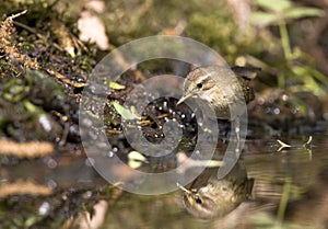 Fitis, Willow Warbler; Phylloscopus trochilus